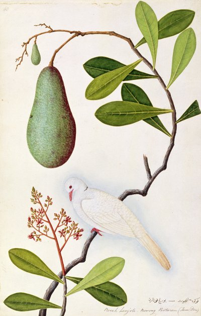 Java Duif of Boorah Poutaran, uit Tekeningen van Vogels uit Malakka, c.1805-18 door Chinese School